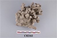 藏品(珊瑚化石)的圖片